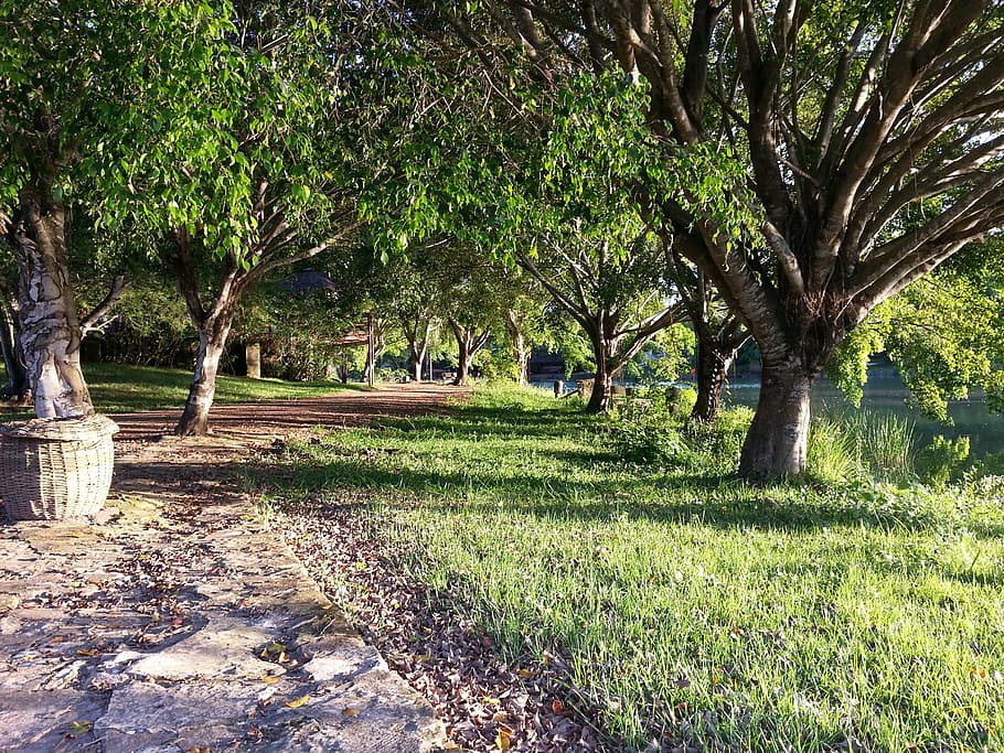 path, road, trees, shrubs, landscape, nature, ground, farm HD wallpaper