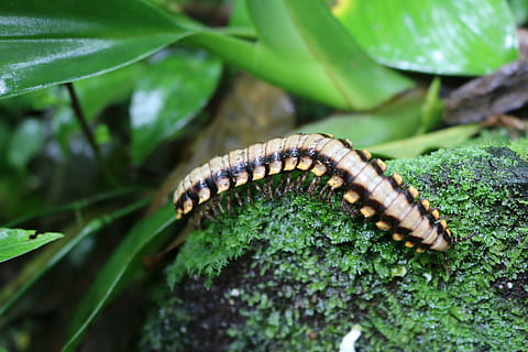 caterpillar, insects, bug, nature, wildlife, animal, millipede HD wallpaper