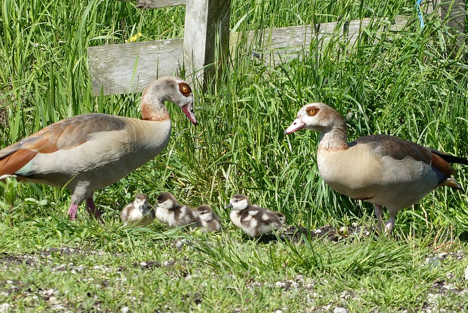 nile goose, fledglings, boy, birds, nature, animal kingdom