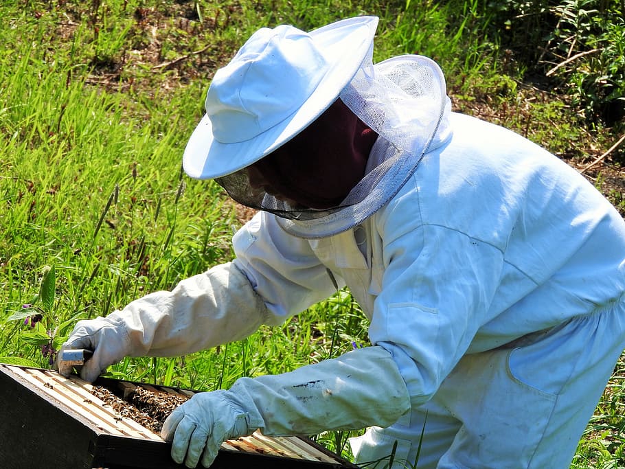 beekeeper, apiarist, beehive, honey, apiary, agriculture, beekeeping