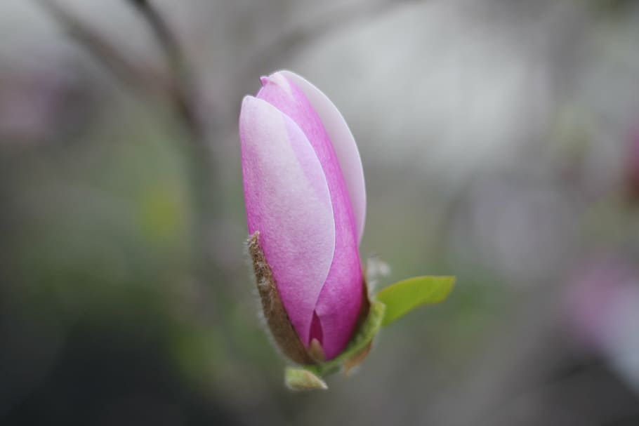 flower, nature, pink, pink Color, plant, petal, flower Head HD wallpaper