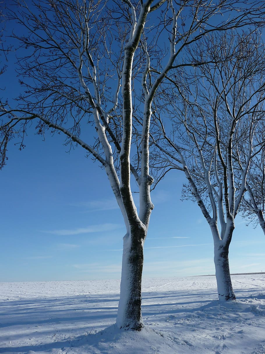 winter, snow, sun, ice, cold, season, nature, white, frost HD wallpaper