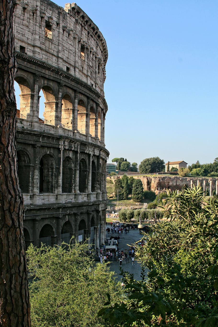 italy, rome, coliseum, architecture, built structure, plant HD wallpaper