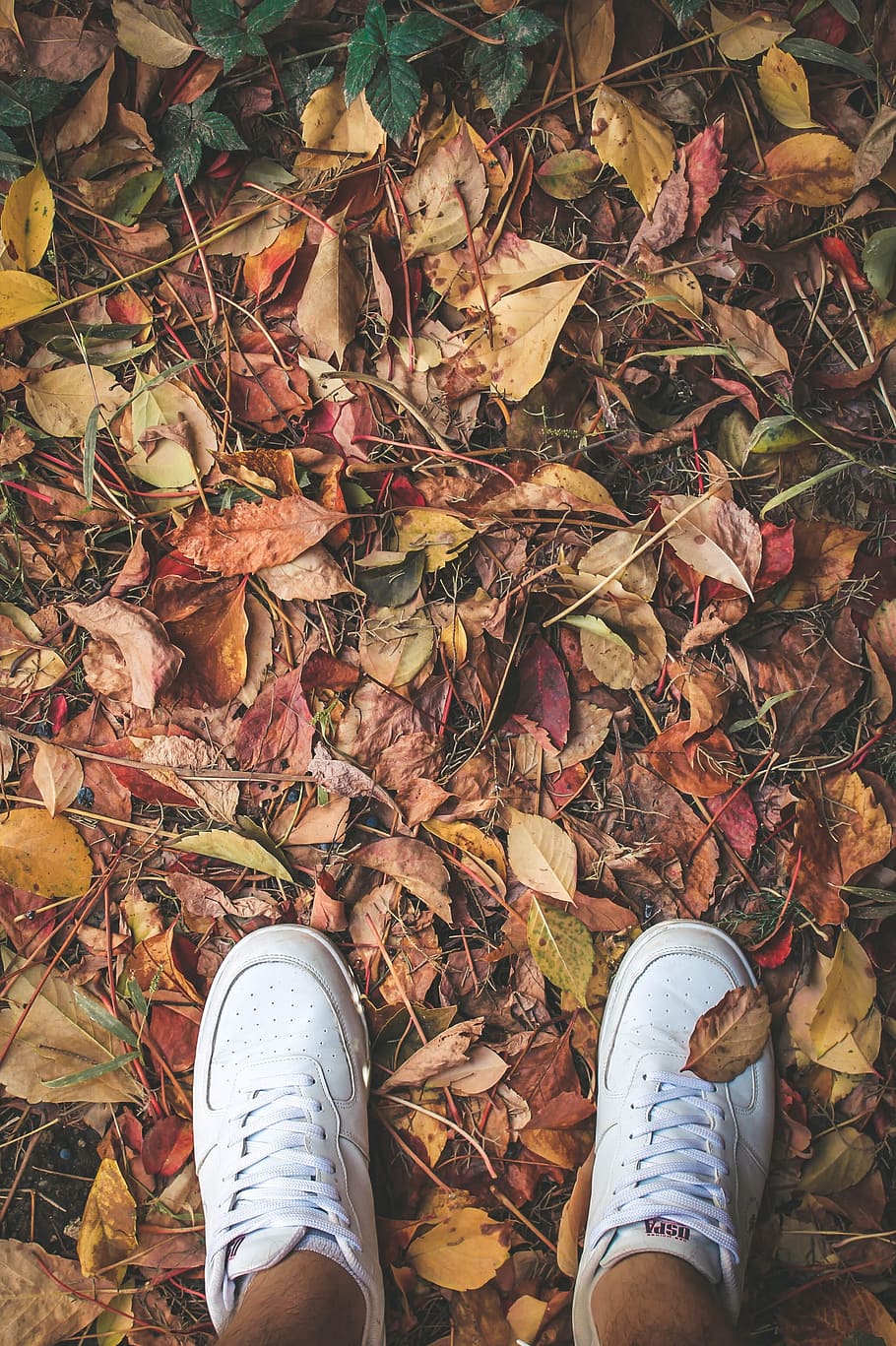 leaves, autumn, tree, nature, current season, dry, ivy, the leaves are HD wallpaper