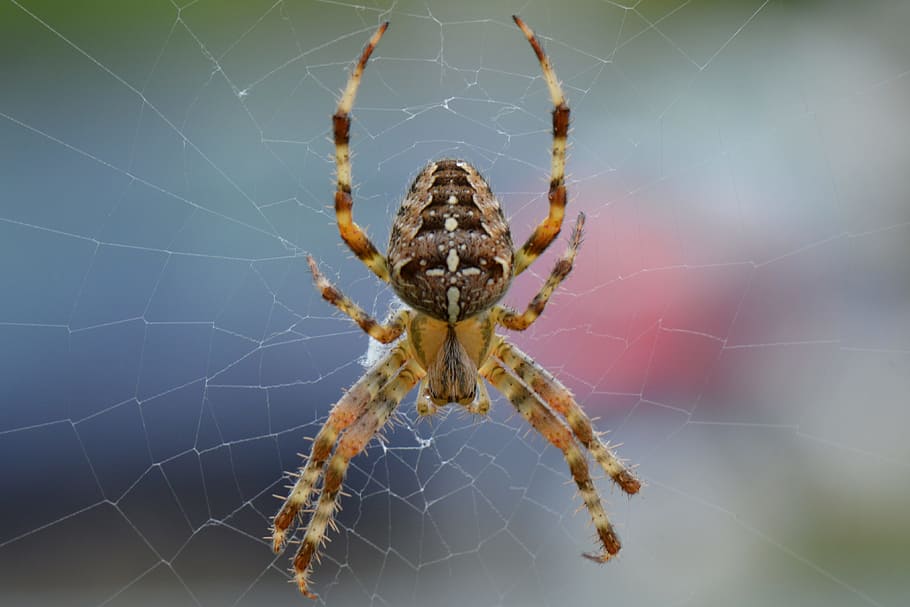 Spin, Web, Nature, Bug, Animal, Macro, legs, spider, one animal HD wallpaper