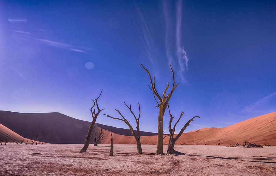 withered tree at the center of desert under blue and white cloudy sky during daytime, HD wallpaper