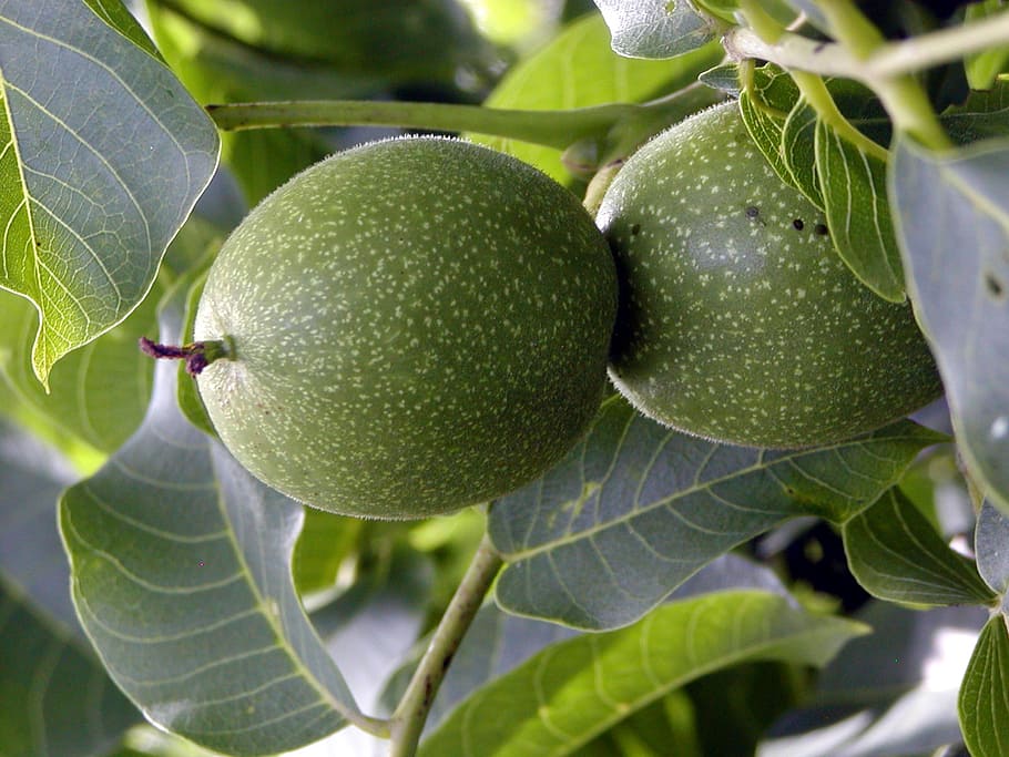 fetus, walnut, green, shape, two, branch, immature, tree, summer HD wallpaper