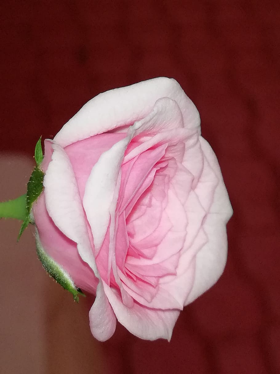 pink, petals, rose, flowering plant, close-up, pink color, fragility HD wallpaper