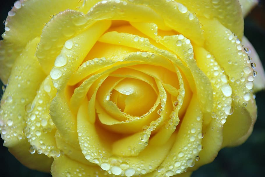 macro shot of yellow flower, bouquet, leaf, nature, green, water HD wallpaper