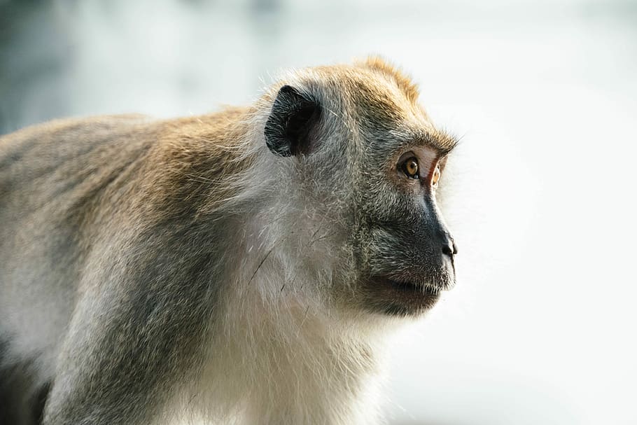 brown and gray monkey, black monkey in selective focus photography HD wallpaper