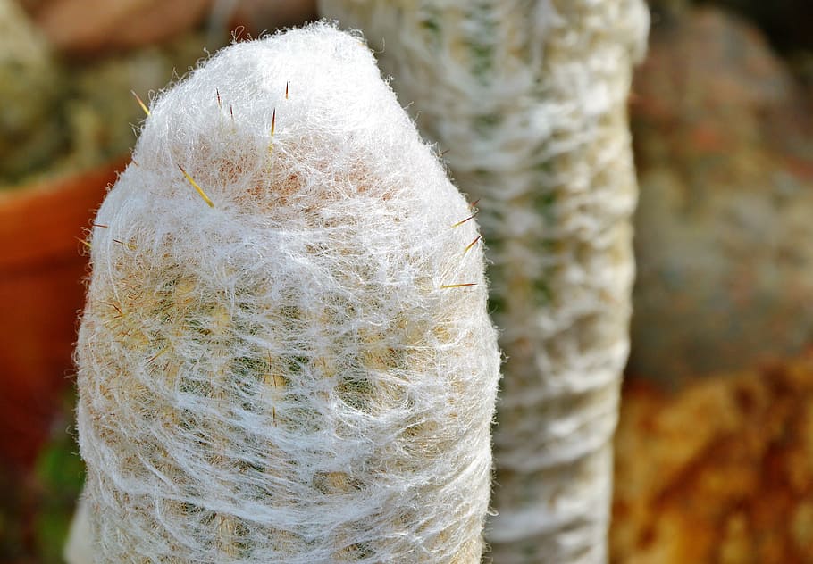 cactus, spur, green, prickly, plant, thorns, nature, pointed HD wallpaper