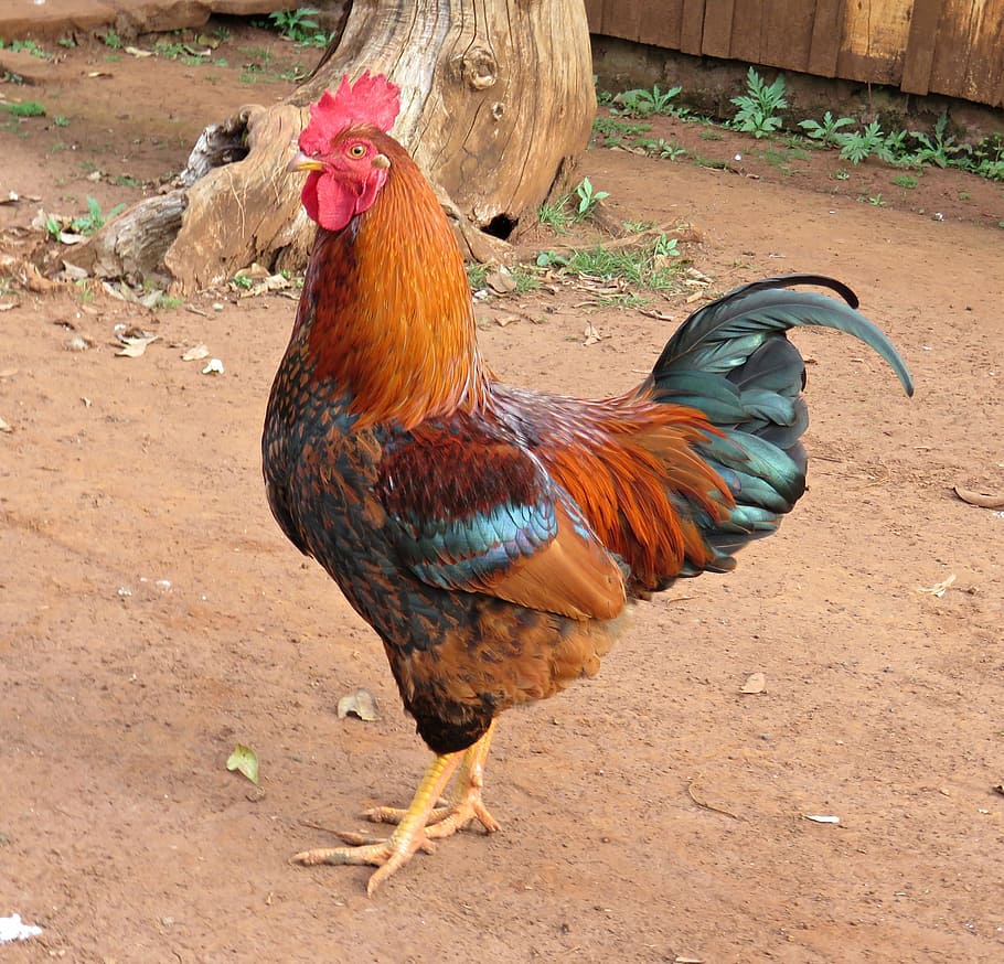 White aseel rooster, chicken, good, HD phone wallpaper | Peakpx