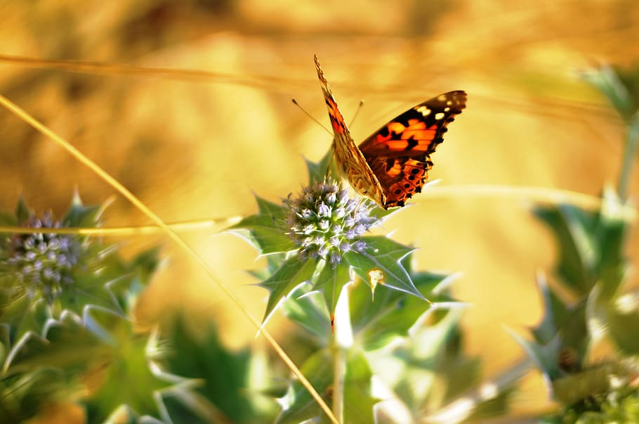 Butterfly, Thistle, Close, Insect, summer, butterflies, one animal HD wallpaper