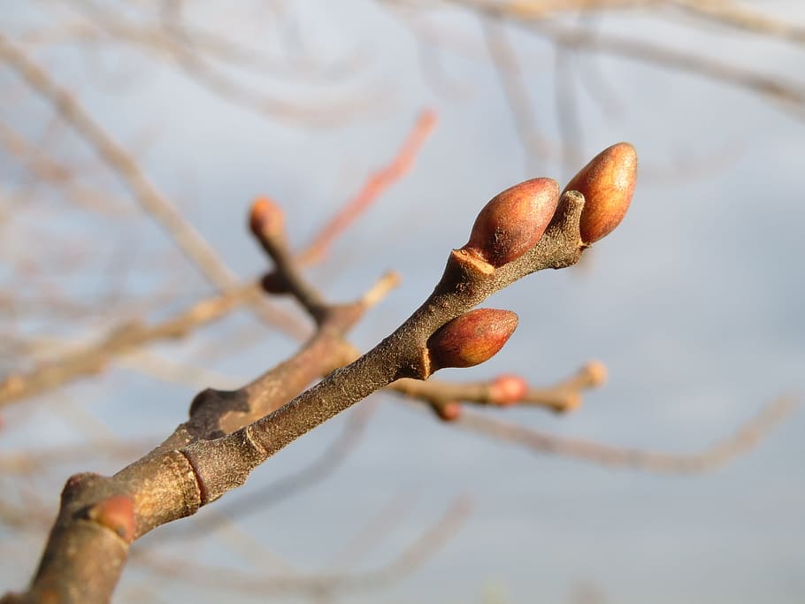 Salix Caprea, Goat Willow, Pussy Willow, great sallow, buds