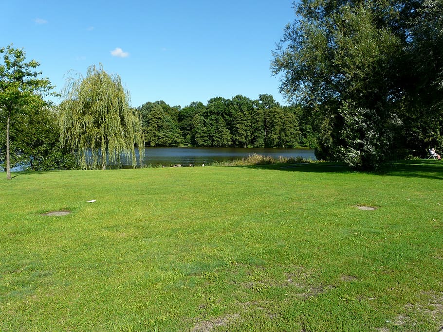 landscape, meadow, lake, trees, grass, plant, green color, growth HD wallpaper