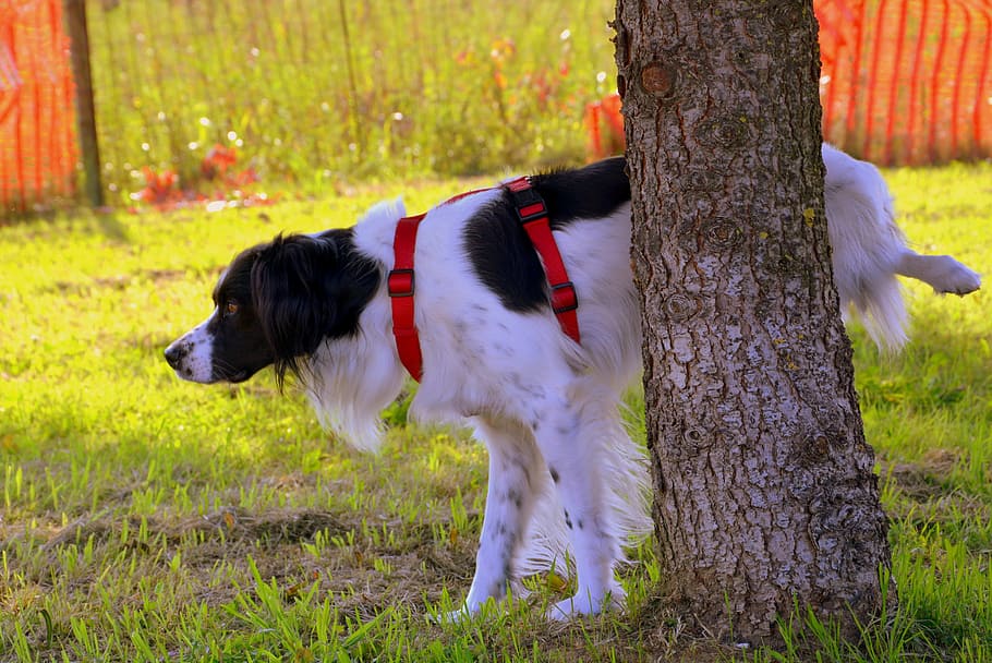 selective focus photography of medium-coated black and white dog, HD wallpaper