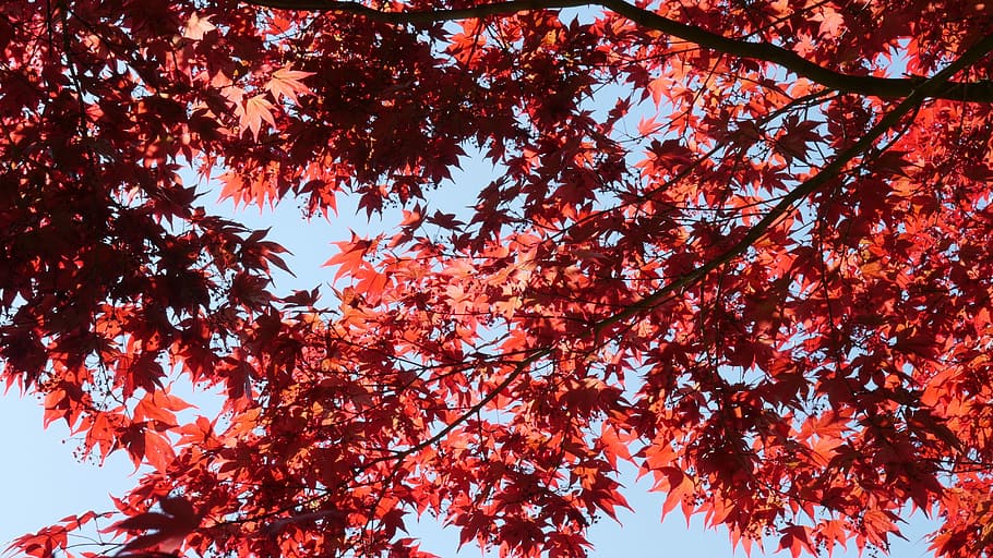 Red Maple, Maple, Leaves, Red, Leaf, nature, tree, fall foliage, HD wallpaper