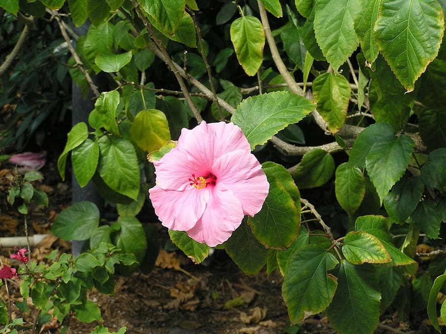 flower, spring, sunshine, plant, beauty in nature, petal, flowering plant HD wallpaper