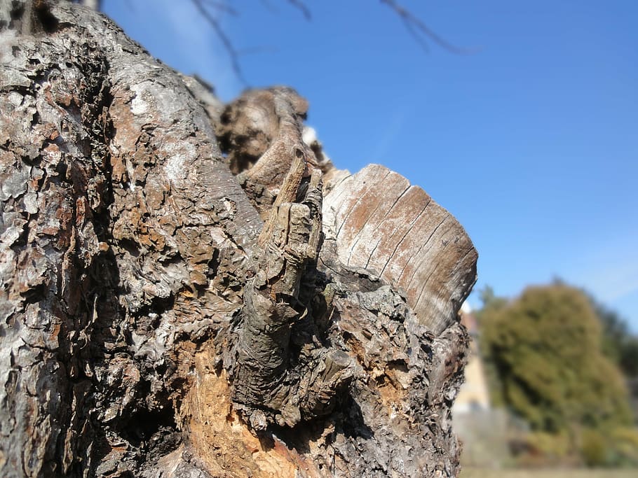 tree, strain, bark, wood, old, trunk, plant, tree trunk, nature HD wallpaper