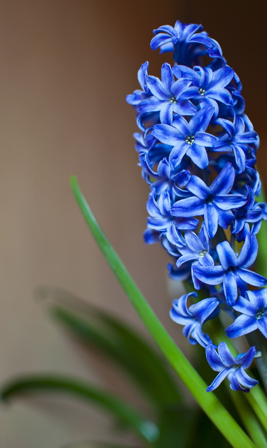 blue, spring, green, nature, blossom, flora, pink, sky, aquatic HD wallpaper