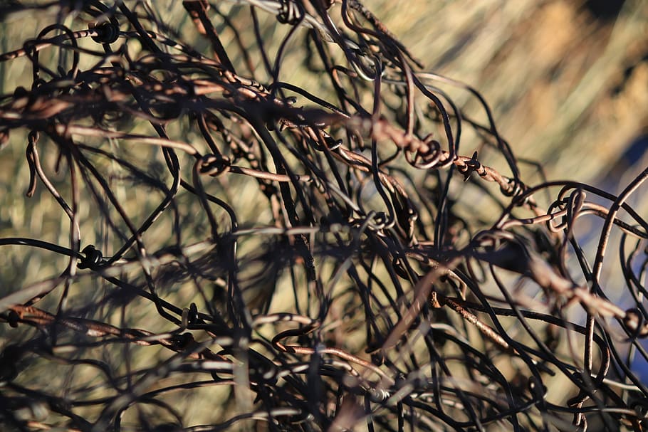 Barbed, Wire, Fence, Symbol, plant, nature, no people, outdoors HD wallpaper