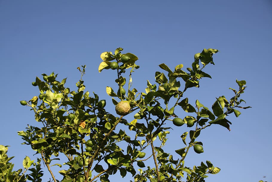 Lemon Tree, Fruit Tree, Citrus, summer, foliage, nature, growth HD wallpaper