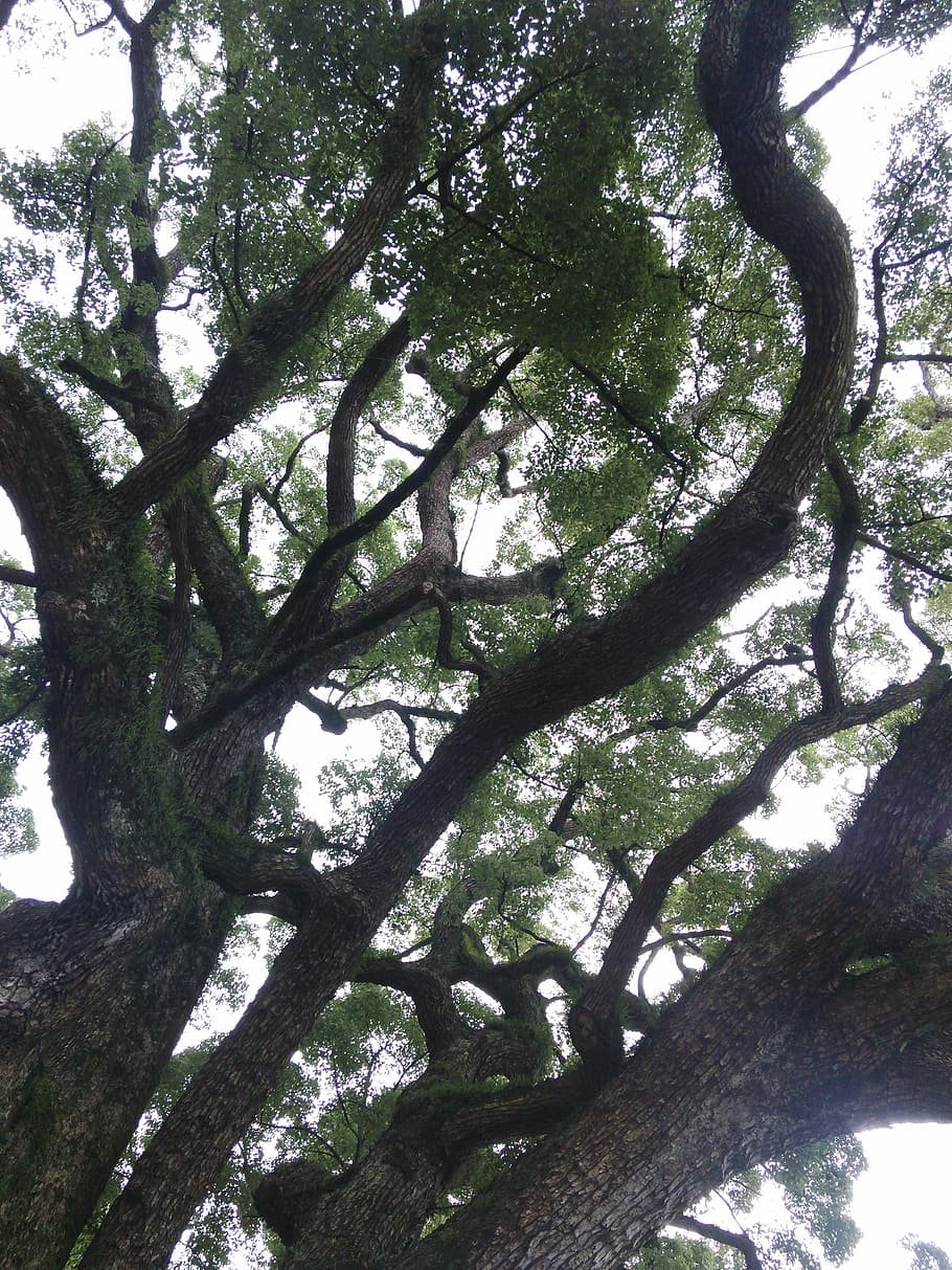 low angle photo of green leaf tree, branch, sky, forest, plant HD wallpaper