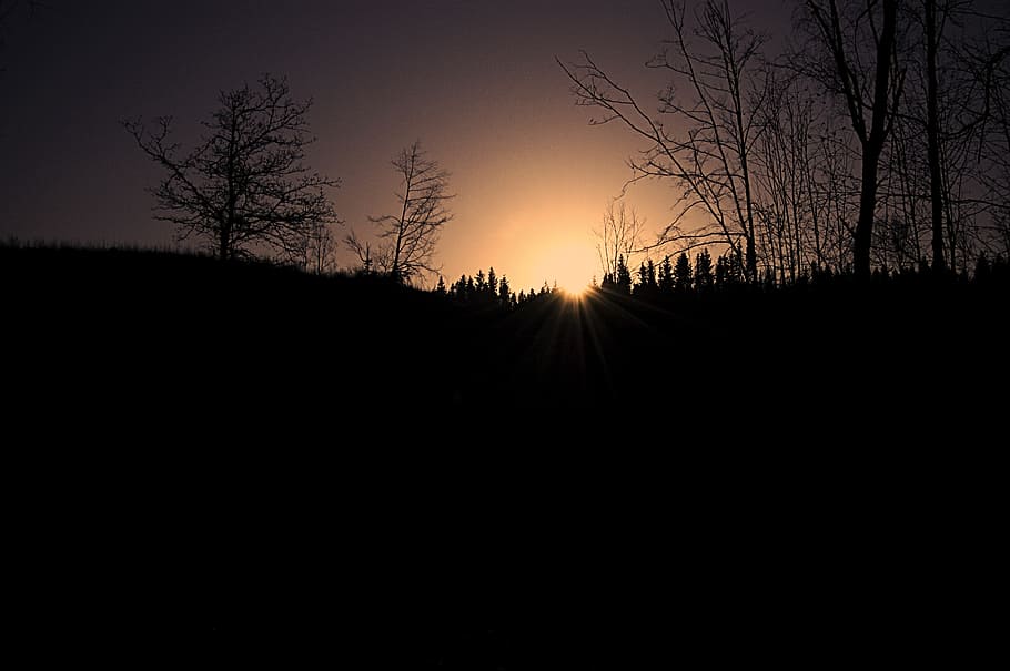 sunset, trees, nature, silhouette, sky, tranquility, tranquil scene HD wallpaper