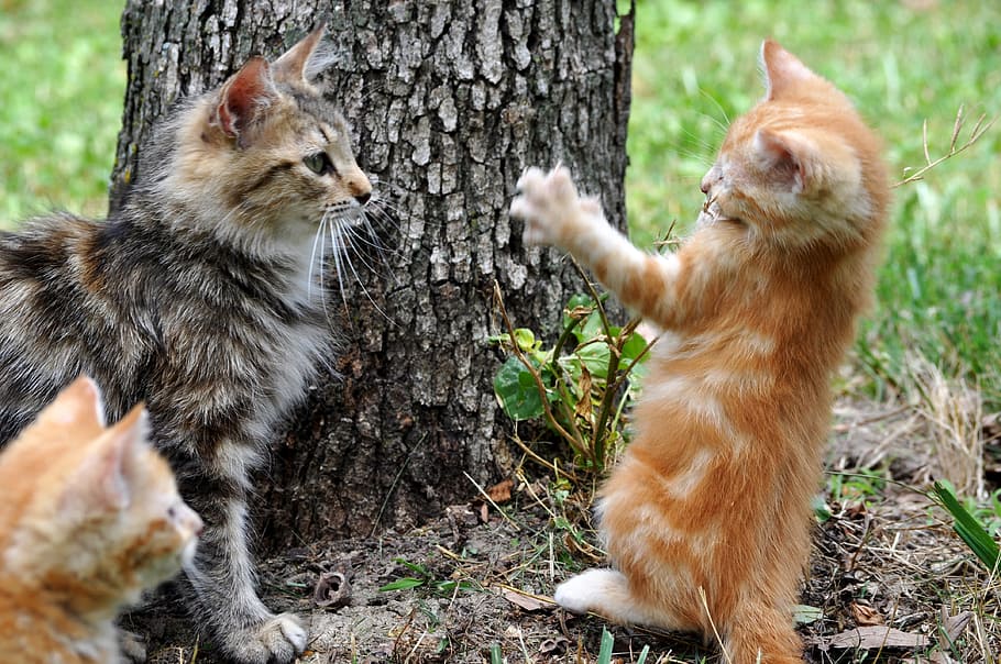 three tabby kittens on front of gray tree, cats, animals, mammals HD wallpaper