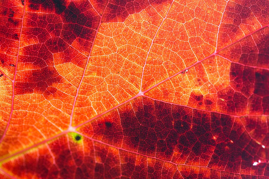 Red Autumn Leaf Structure Background, grapevine, leaves, nature