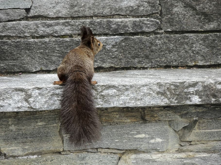 Squirrel, Rodent, Tail, sciurus carolinensis, nager, furry HD wallpaper