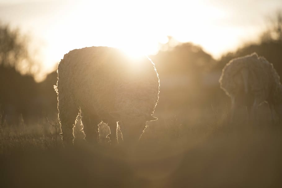 two white sheep on field during sunrise, lamb on grass field HD wallpaper