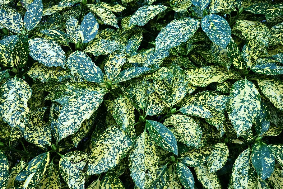 leaves, foliage, shrub, evergreen, colorful, bright, backgrounds HD wallpaper