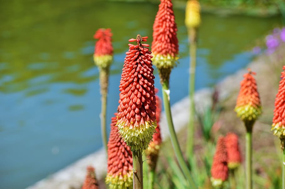 Panicles, Flower, Plant, panicles-montbretie, nature, red, summer, HD wallpaper