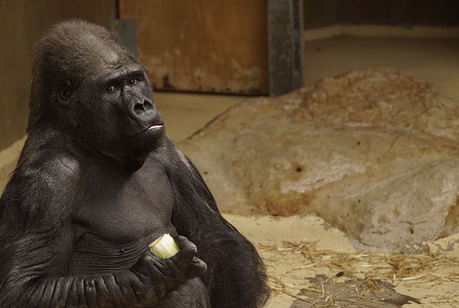 Gorilla, Zoo, Ape, statue, no people, sculpture, indoors, day HD wallpaper