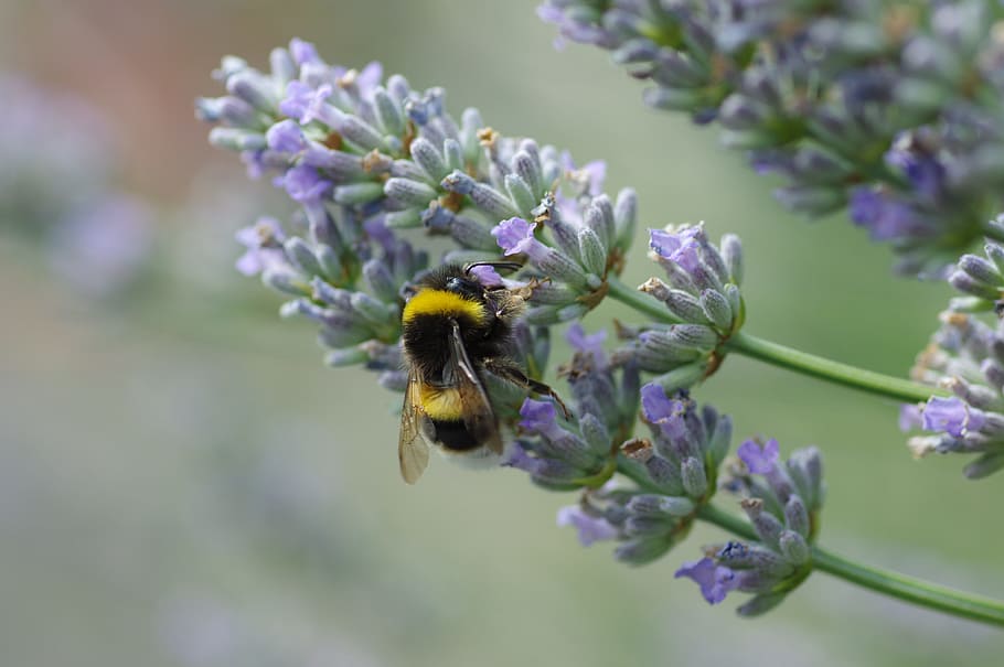 Hummel, Blossom, Bloom, Insect, Nature, flower, summer, purple HD wallpaper