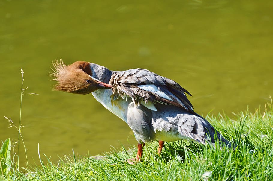 Merganser, Ducks, Waterfowl, Bird, poultry, animal, meadow HD wallpaper