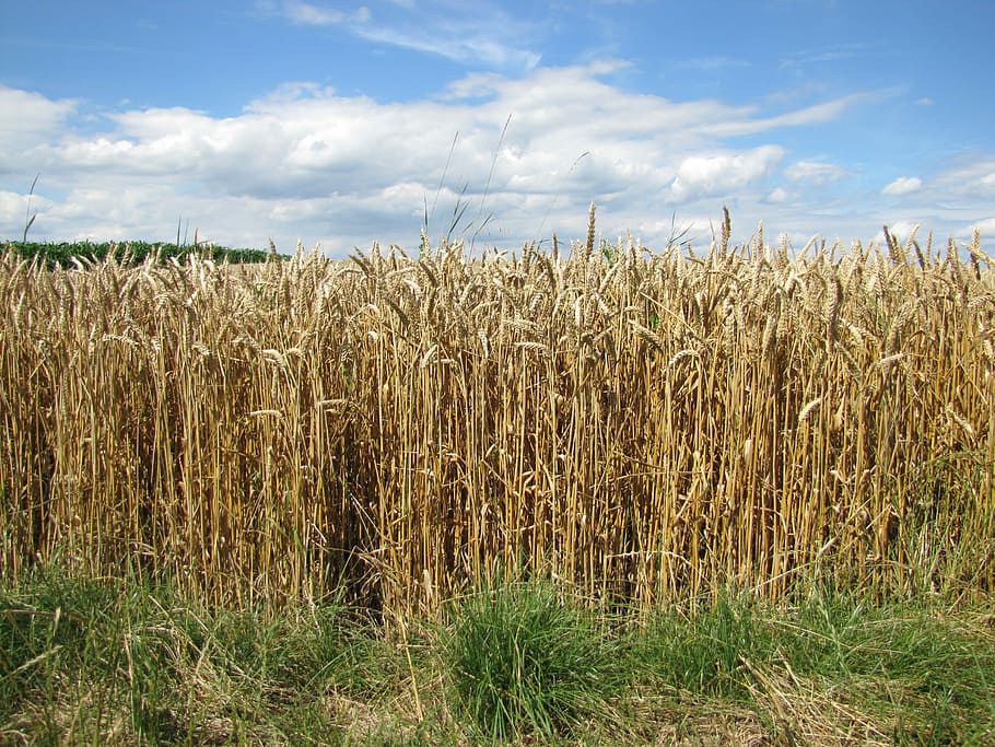 Field, Wheat, Dry, Harvest, Autumn, agriculture, cereal plant HD wallpaper