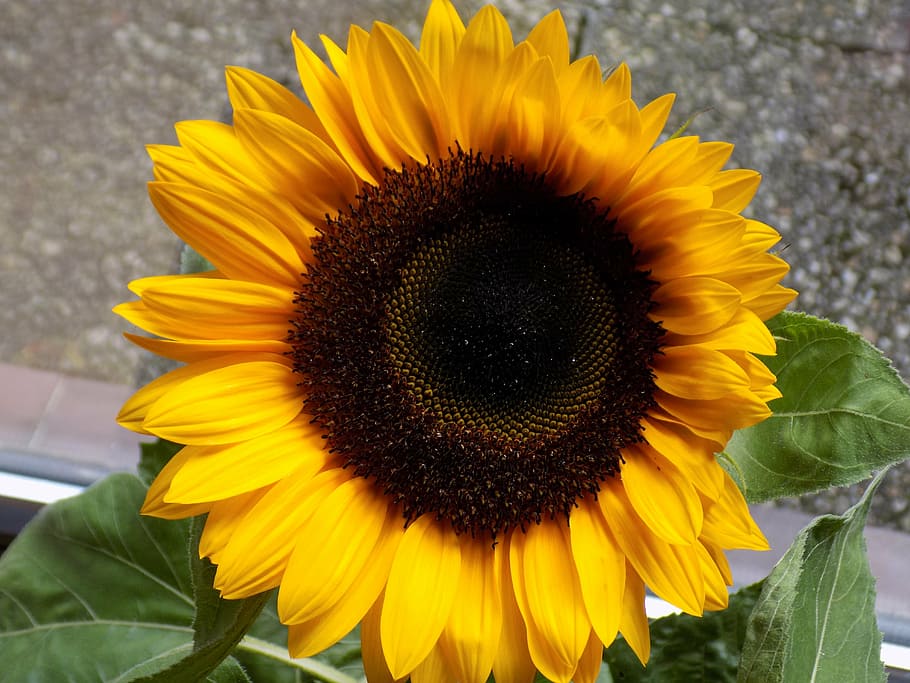 sun flower, composites, yellow, summer, helianthus, flower head HD wallpaper