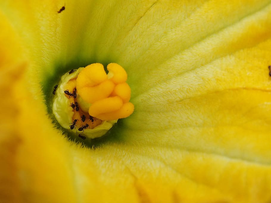 pumpkin, grow, nature, fall, flora, flower, desktop, closeup HD wallpaper