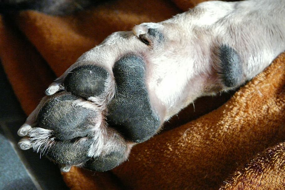 dog, dog paw, luck, foot, animal paws, pet, close, fur, claw, HD wallpaper
