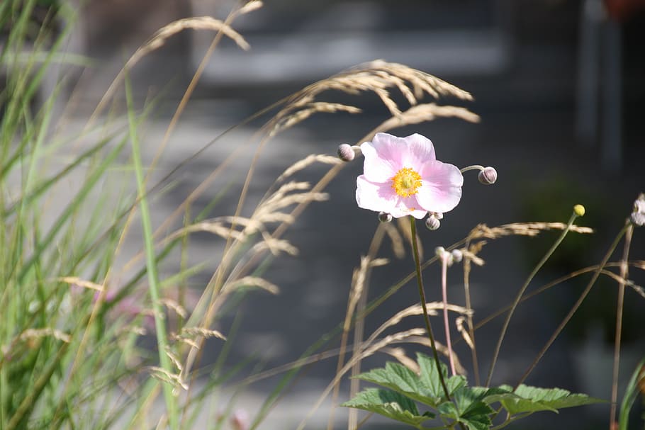 flowers, grass, bloom, summer, plant, grasses, flowering plant HD wallpaper