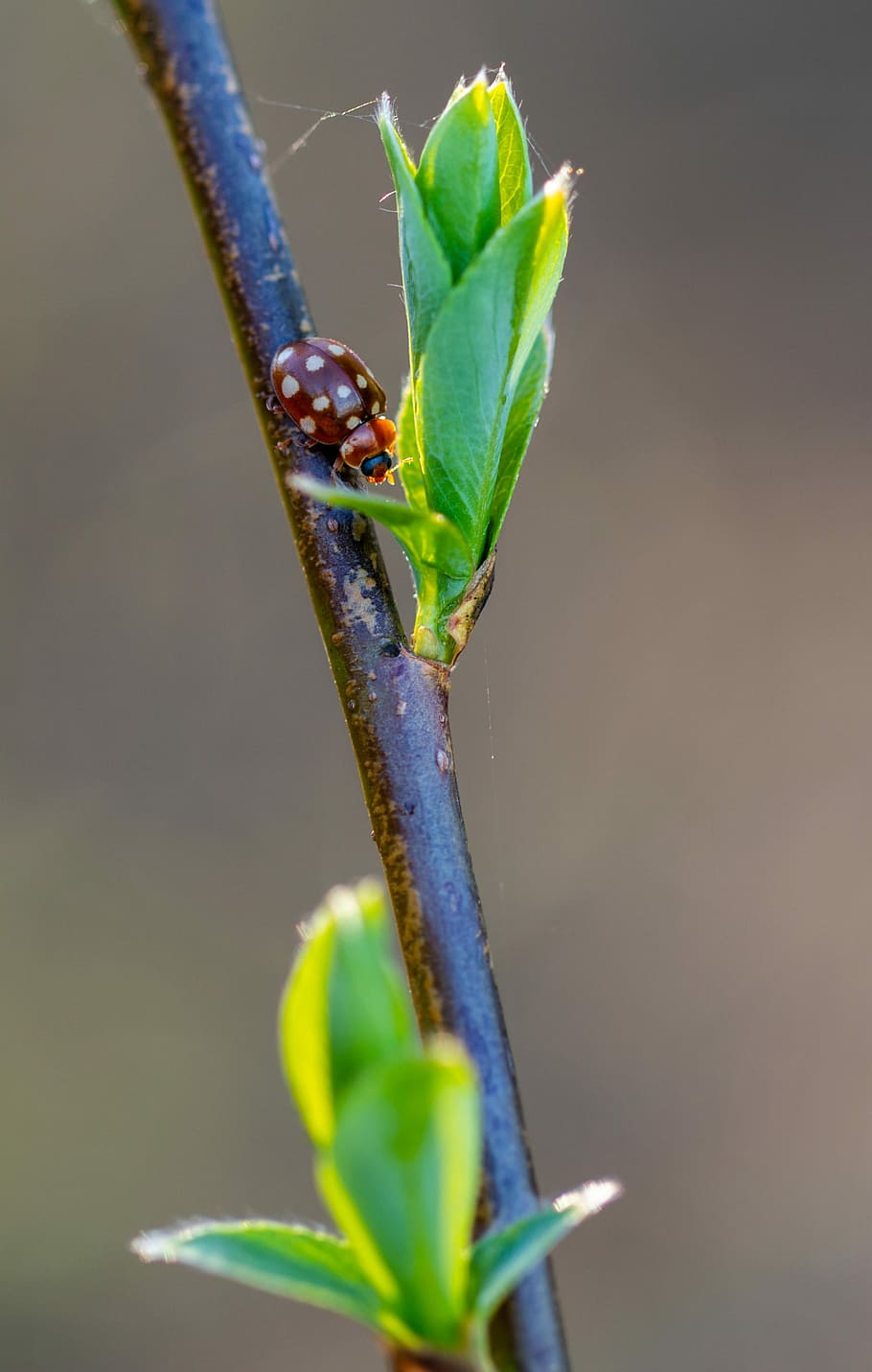 macro, ladybug, insect, beetle, sheet, plant, plant part, leaf HD wallpaper