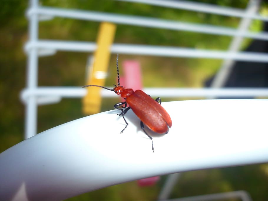 insect, nature, macro, invertebrate, animal wildlife, animal themes HD wallpaper