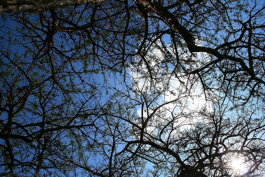 thorn tree, branches, sky clouds, africa, low angle view, plant HD wallpaper