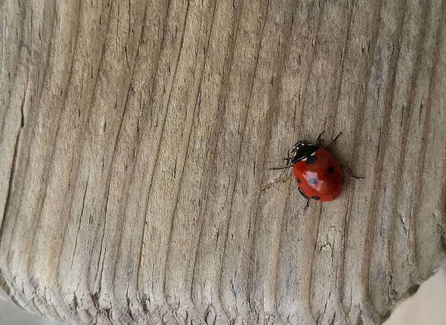 ladybird, tree, nature, ground, background, animal, insect HD wallpaper