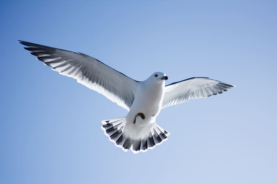 low angle photography of white Albatross flying under blue sky background
