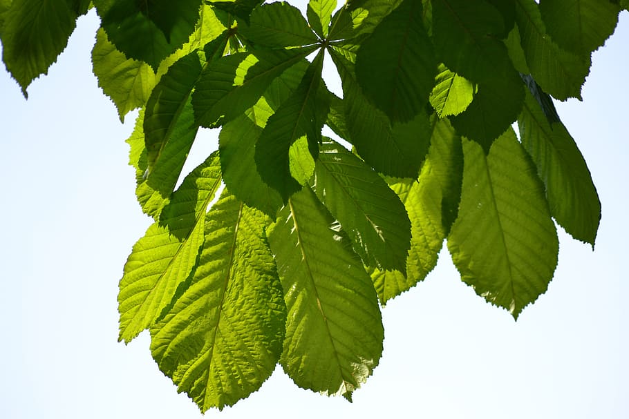 chestnut, spring, leaves, green, leaf, nature, green Color, HD wallpaper