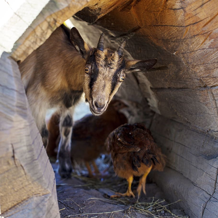 goat, chick, pet, hen, skrývačka, hidden, curious, hide, young animal HD wallpaper