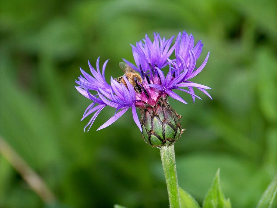 purple, flower, bee, nature, purple flower, floral, natural HD wallpaper